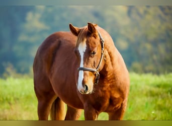 Caballo cuarto de milla, Semental, 1 año, Alazán-tostado