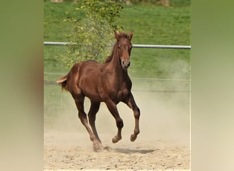 Caballo cuarto de milla, Semental, 1 año, Alazán-tostado