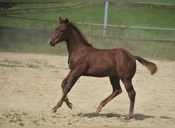 Caballo cuarto de milla, Semental, 1 año, Alazán-tostado