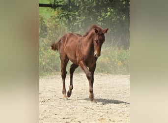 Caballo cuarto de milla, Semental, 1 año, Alazán-tostado