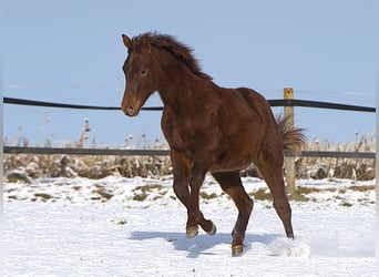 Caballo cuarto de milla, Semental, 1 año, Alazán-tostado