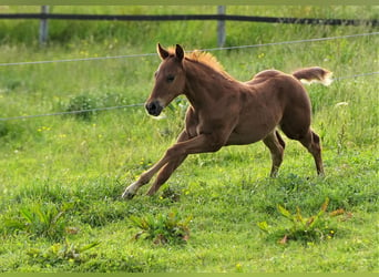 Caballo cuarto de milla, Semental, 1 año, Alazán-tostado