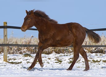 Caballo cuarto de milla, Semental, 1 año, Alazán-tostado