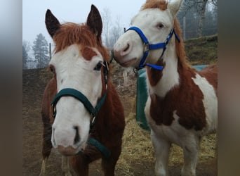 Caballo cuarto de milla, Semental, 1 año, Alazán