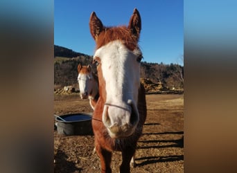 Caballo cuarto de milla, Semental, 1 año, Alazán