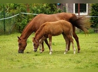 Caballo cuarto de milla, Semental, 1 año, Alazán