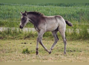 Caballo cuarto de milla, Semental, 1 año, Buckskin/Bayo