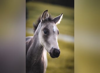 Caballo cuarto de milla, Semental, 1 año, Buckskin/Bayo