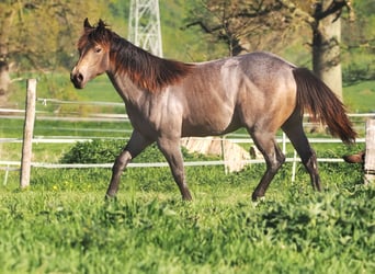 Caballo cuarto de milla, Semental, 1 año, Buckskin/Bayo