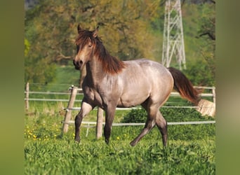 Caballo cuarto de milla, Semental, 1 año, Buckskin/Bayo