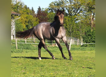 Caballo cuarto de milla, Semental, 1 año, Buckskin/Bayo