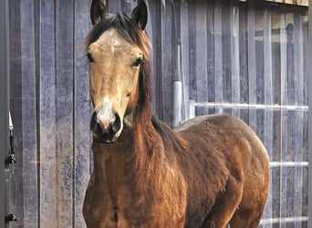 Caballo cuarto de milla, Semental, 1 año, Buckskin/Bayo