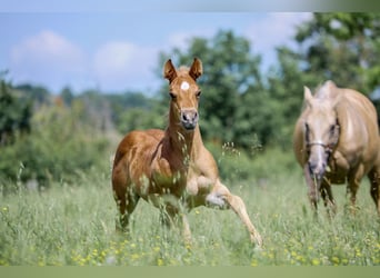 Caballo cuarto de milla, Semental, 1 año, Castaño claro