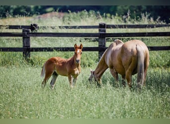 Caballo cuarto de milla, Semental, 1 año, Castaño claro