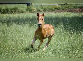 Caballo cuarto de milla, Semental, 1 año, Castaño claro