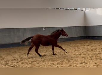 Caballo cuarto de milla, Semental, 1 año, Castaño