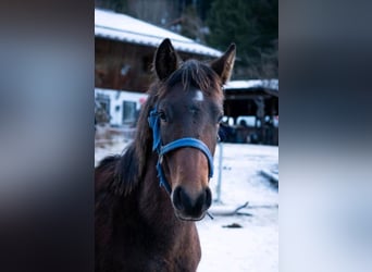 Caballo cuarto de milla Mestizo, Semental, 1 año, Castaño oscuro