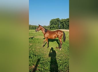 Caballo cuarto de milla, Semental, 1 año, Castaño oscuro