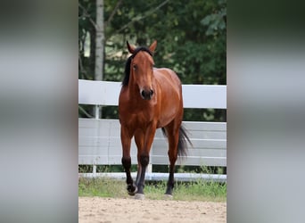 Caballo cuarto de milla, Semental, 1 año, Castaño
