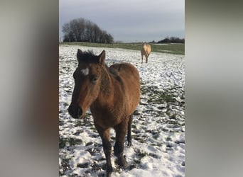 Caballo cuarto de milla, Semental, 1 año, Castaño