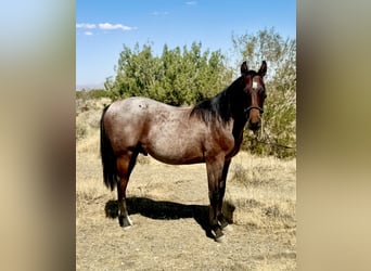 Caballo cuarto de milla, Semental, 1 año, Castaño-ruano