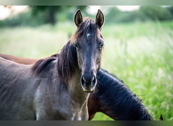 Caballo cuarto de milla, Semental, 1 año, Grullo