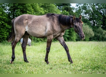 Caballo cuarto de milla, Semental, 1 año, Grullo