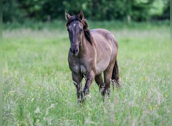 Caballo cuarto de milla, Semental, 1 año, Grullo