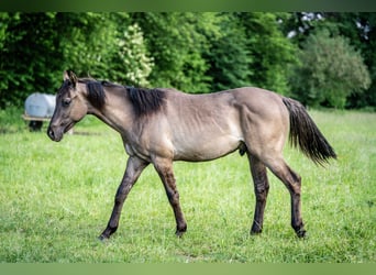 Caballo cuarto de milla, Semental, 1 año, Grullo