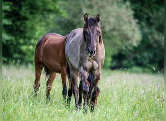 Caballo cuarto de milla, Semental, 1 año, Grullo