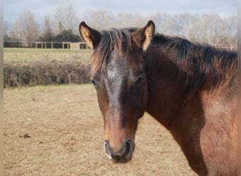 Caballo cuarto de milla, Semental, 1 año, Grullo