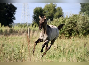 Caballo cuarto de milla, Semental, 1 año, Grullo