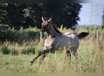 Caballo cuarto de milla, Semental, 1 año, Grullo