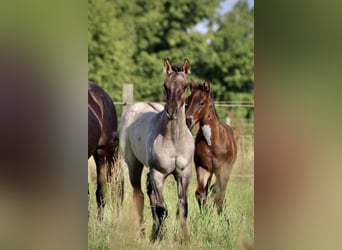 Caballo cuarto de milla, Semental, 1 año, Grullo