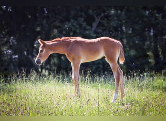 Caballo cuarto de milla, Semental, 1 año