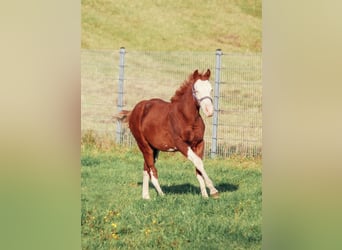 Caballo cuarto de milla, Semental, 1 año, Overo-todas las-capas