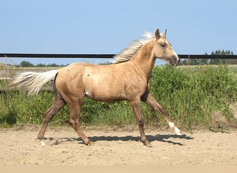 Caballo cuarto de milla, Semental, 1 año, Palomino