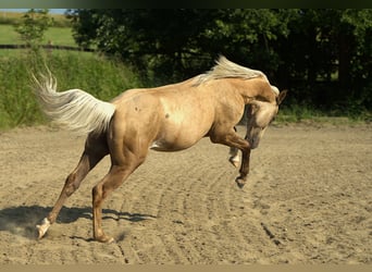 Caballo cuarto de milla, Semental, 1 año, Palomino