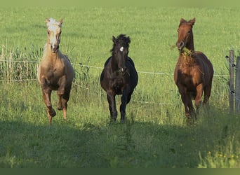 Caballo cuarto de milla, Semental, 1 año, Palomino