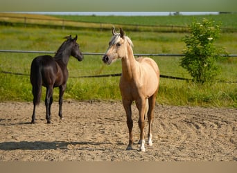 Caballo cuarto de milla, Semental, 1 año, Palomino