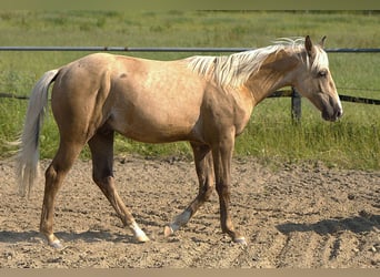 Caballo cuarto de milla, Semental, 1 año, Palomino