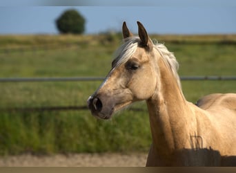 Caballo cuarto de milla, Semental, 1 año, Palomino