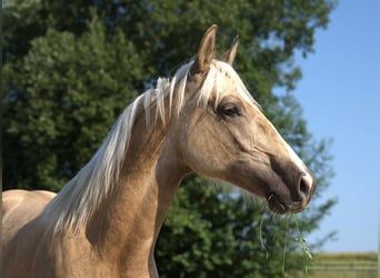 Caballo cuarto de milla, Semental, 1 año, Palomino