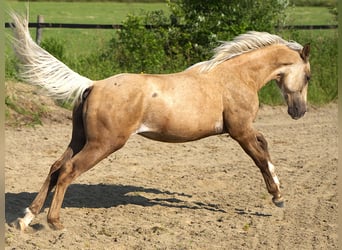 Caballo cuarto de milla, Semental, 1 año, Palomino