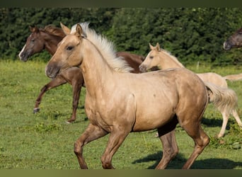 Caballo cuarto de milla, Semental, 1 año, Palomino