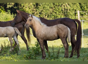 Caballo cuarto de milla, Semental, 1 año, Palomino