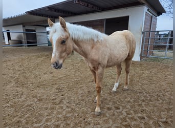 Caballo cuarto de milla, Semental, 1 año, Palomino