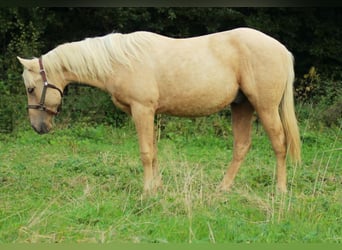 Caballo cuarto de milla, Semental, 1 año, Palomino