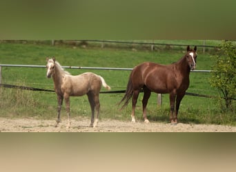 Caballo cuarto de milla, Semental, 1 año, Palomino