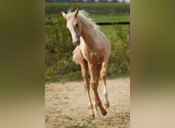 Caballo cuarto de milla, Semental, 1 año, Palomino